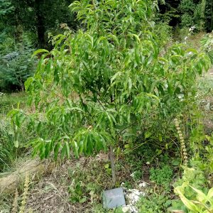 La Forêt Jardin du Robin Pépinière